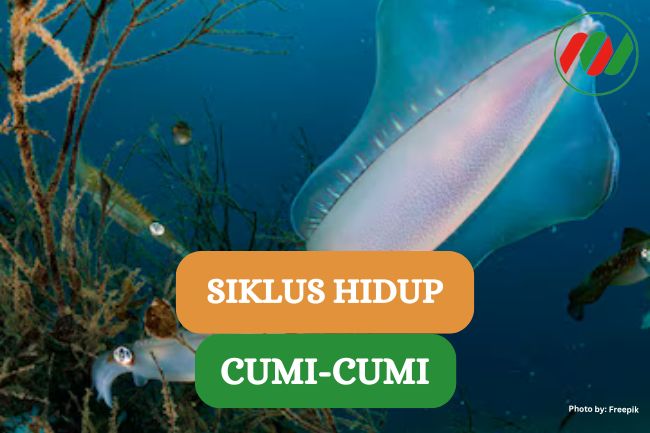 Yuk Kulik, Ini Dia 5 Siklus Hidup Cumi-cumi